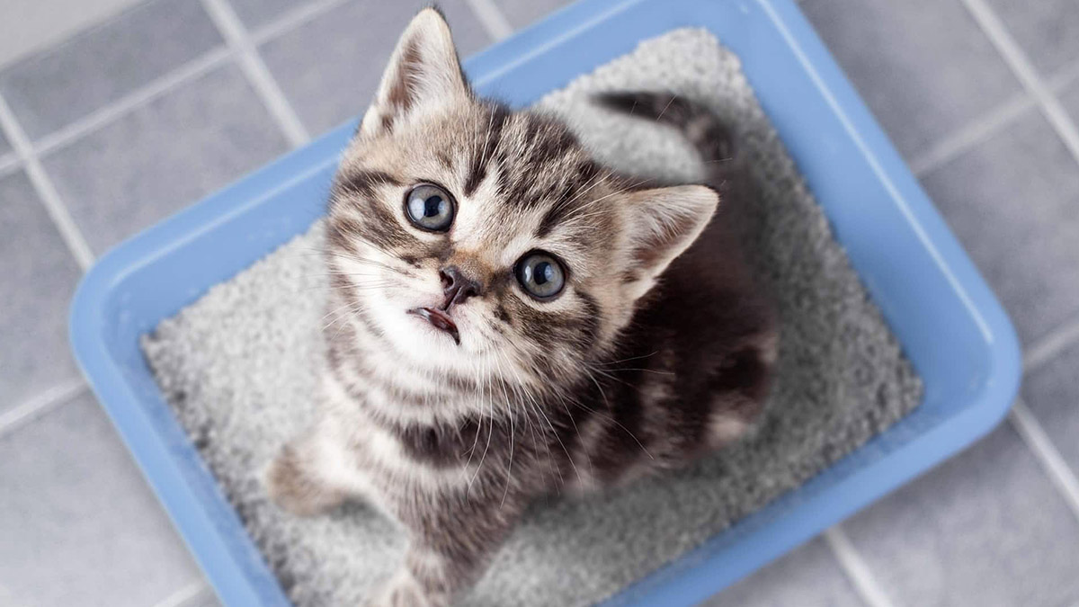 Cat Litter How Was It Invented? News & Stories